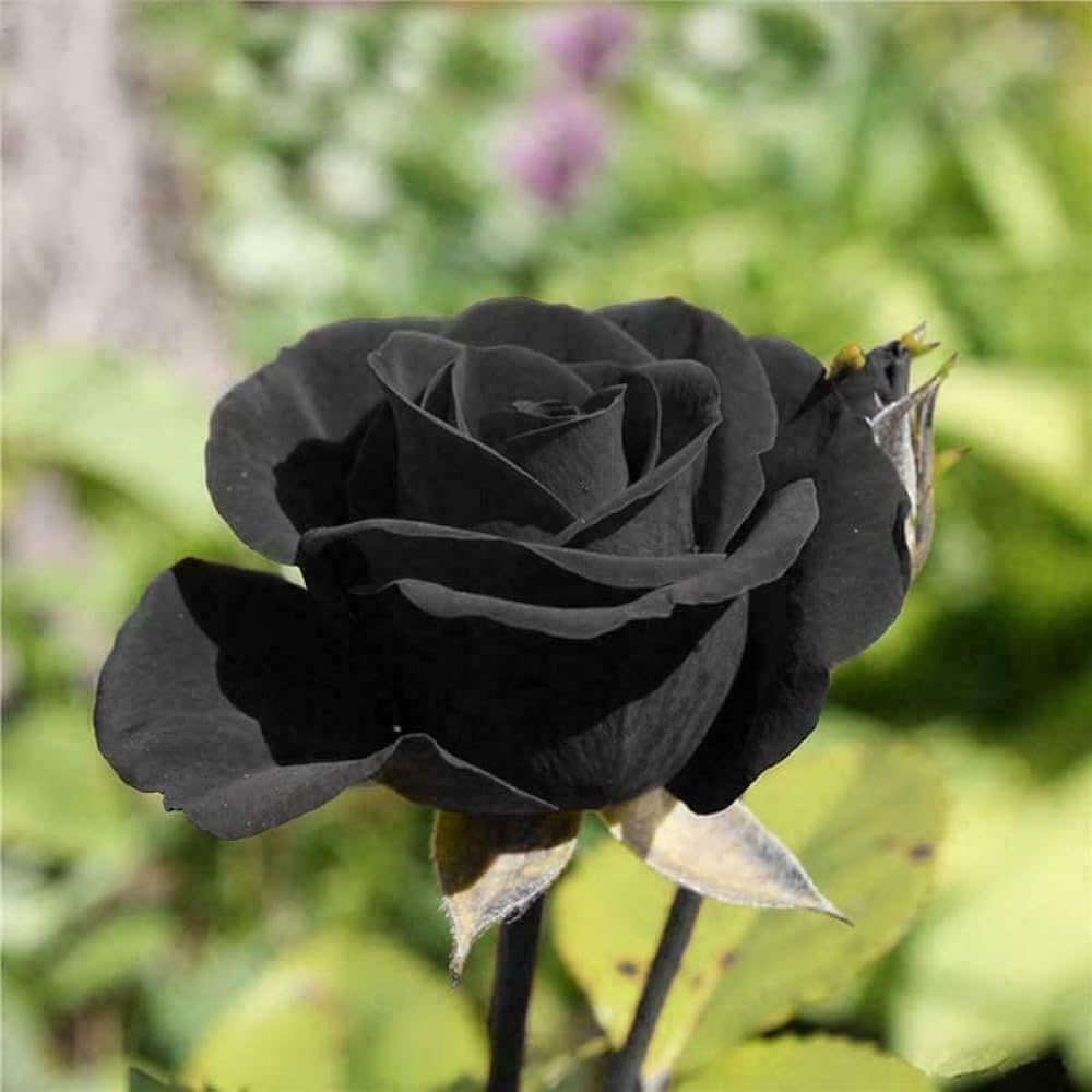 Black Dragon Rose perennial flowering plant growing outdoors