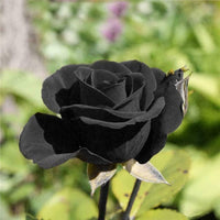 Black Dragon Rose perennial flowering plant growing outdoors