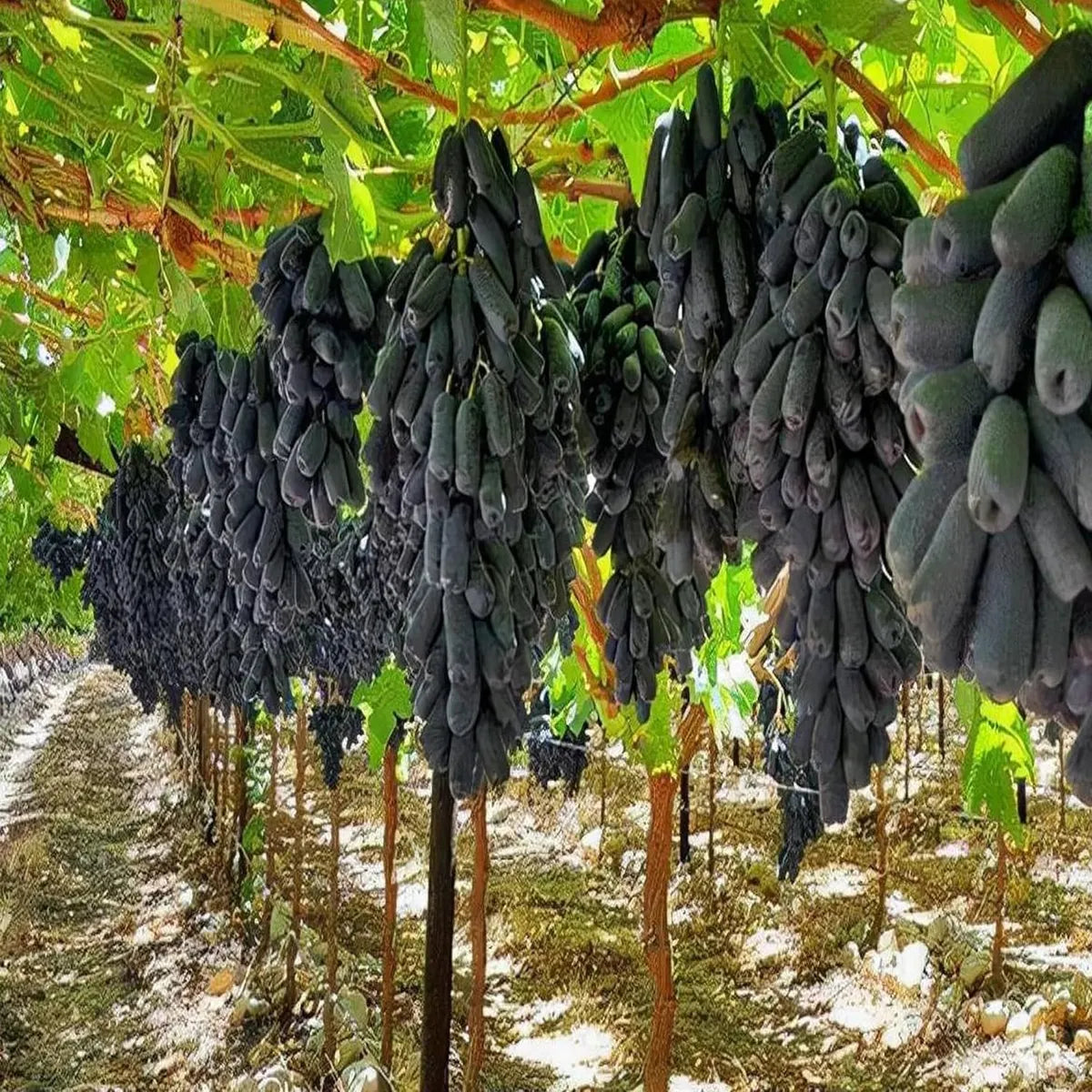 Heirloom Black Finger grape seeds for trellises, arbors, and orchards