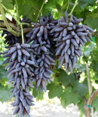 Black Finger grape seeds for planting in home gardens