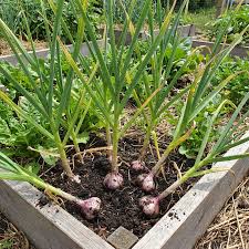 Black garlic vegetable seeds for home gardening
