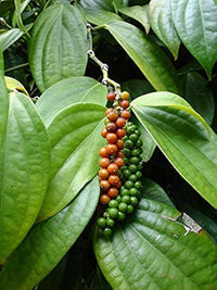 Dark foliage ornamental pepper seeds Black Hawk variety