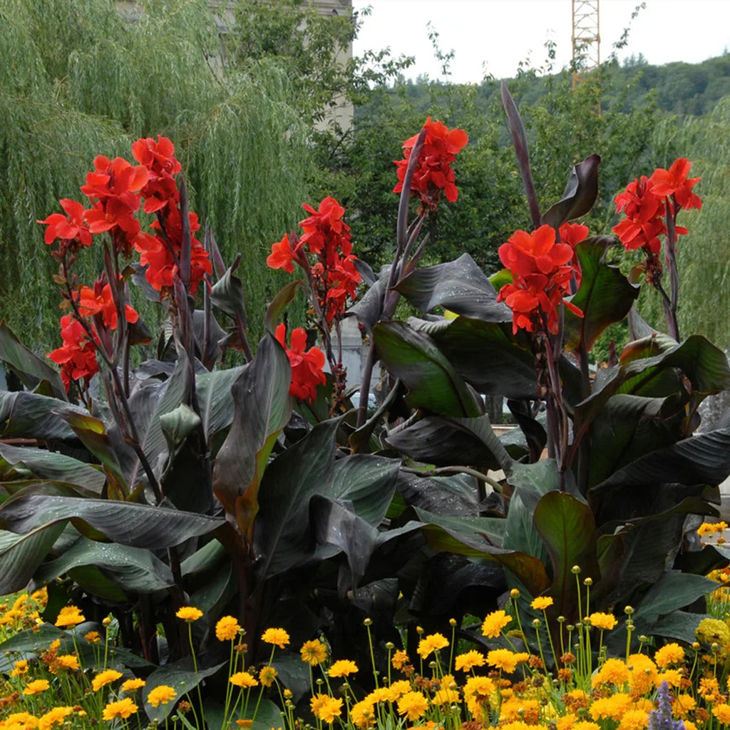 Black Knight Canna Lily bulbs for tropical garden planting.