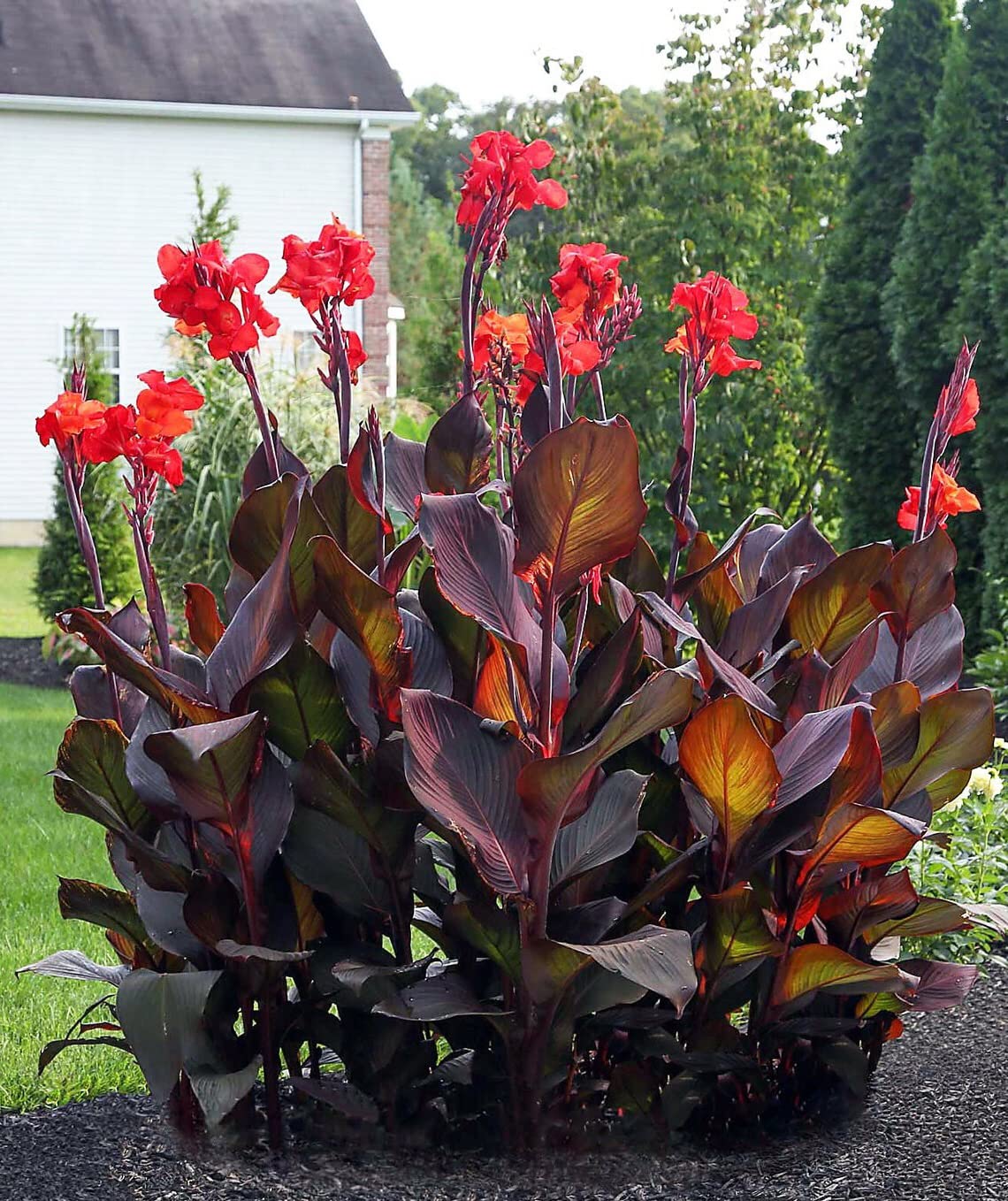 Black Knight Canna Lily with dark foliage for landscape borders.