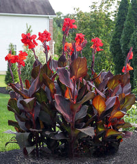 Black Knight Canna Lily with dark foliage for landscape borders.