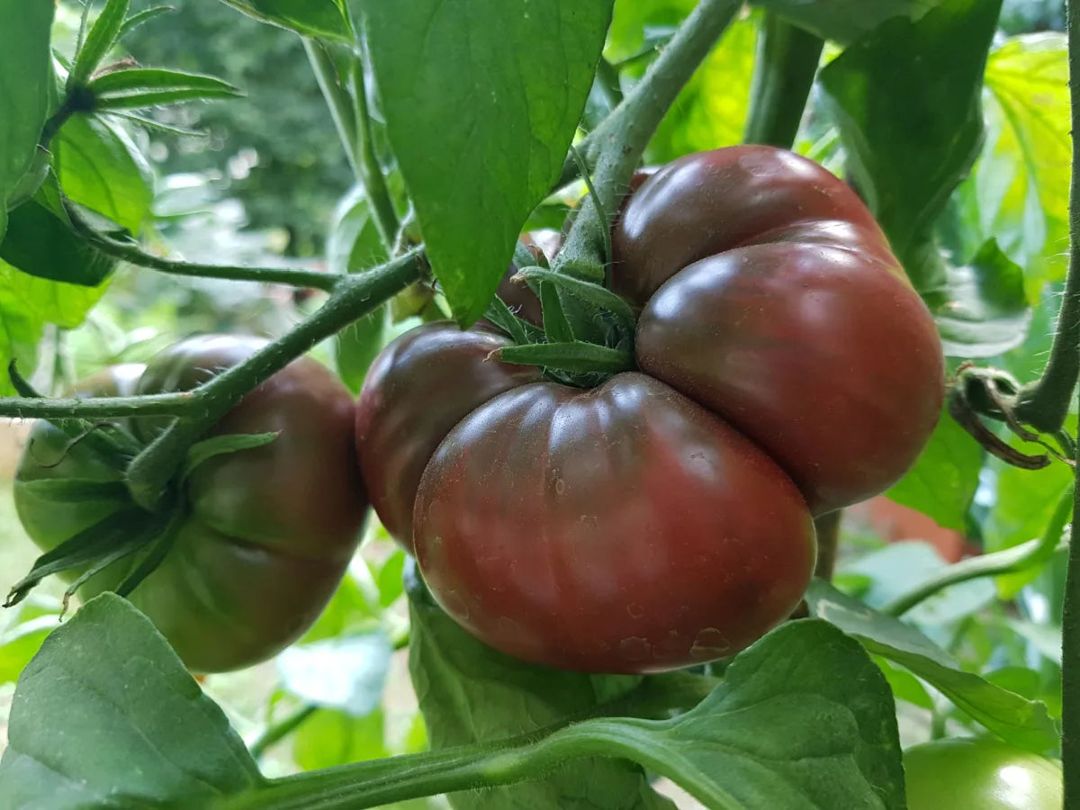 Healthy Black Sea Man tomato plant growing in a garden