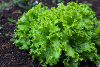 Black lettuce plants grown from seeds