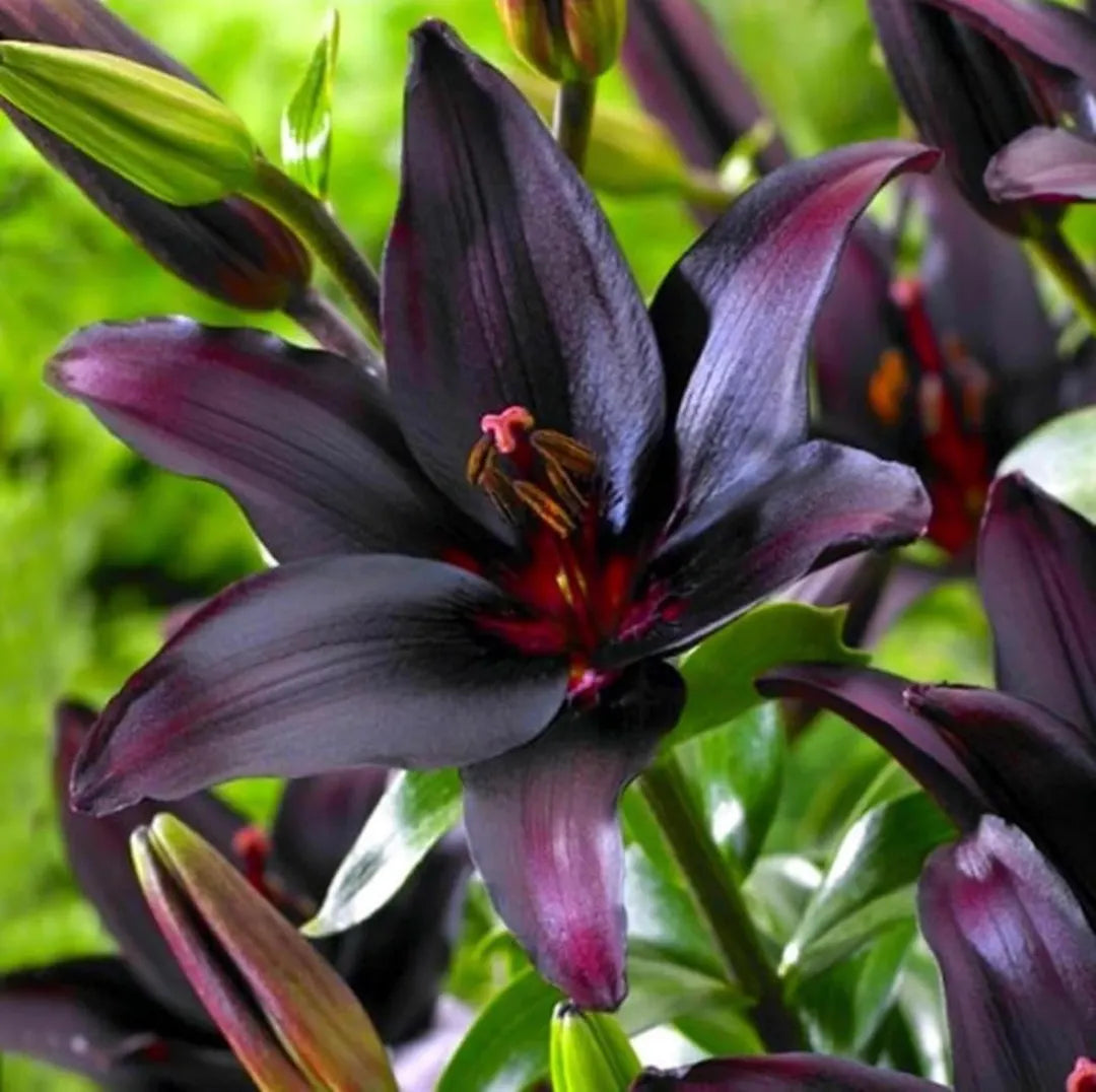 Black Lily bulbs for garden borders, containers, and landscape displays.