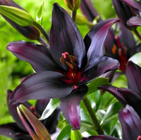 Black Lily bulbs for garden borders, containers, and landscape displays.