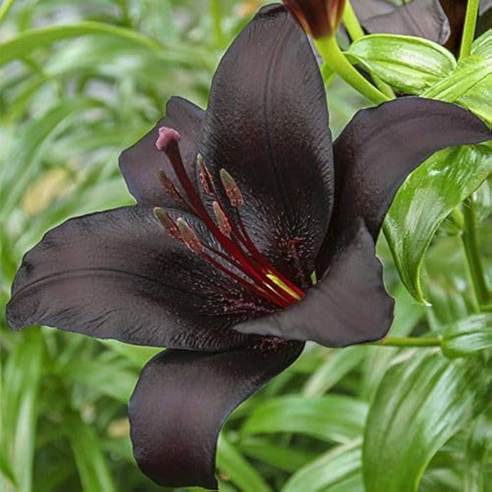 Black Lily bulbs for perennial flower garden planting