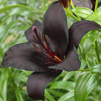 Black Lily bulbs for perennial flower garden planting
