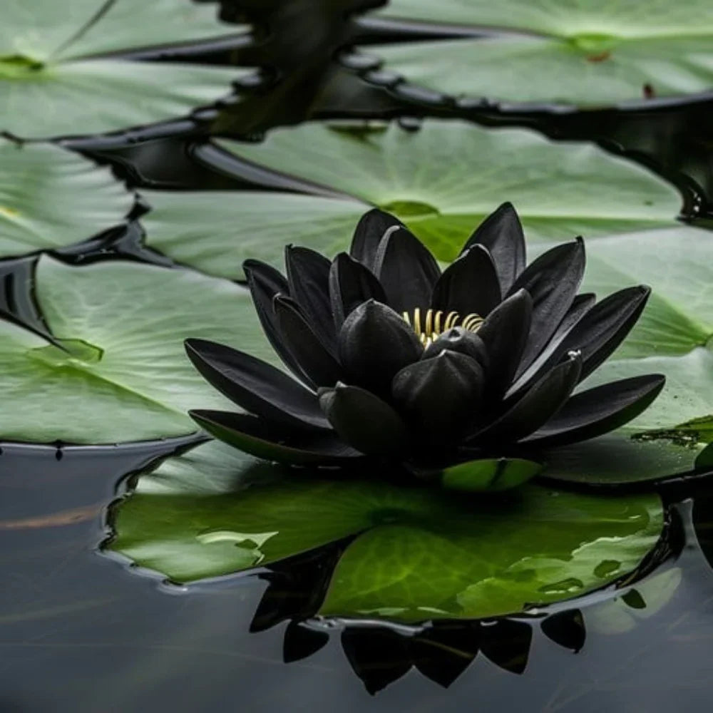Heirloom black lotus aquatic flowers growing in a decorative garden pond
