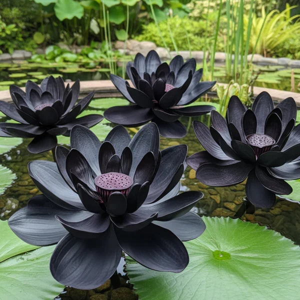 Black Lotus flower seeds for planting in ponds and water gardens.