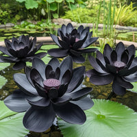 Black lotus flower seeds for planting in ponds and water gardens