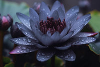Black Lotus seeds for ornamental water gardens and outdoor aquatic landscapes.