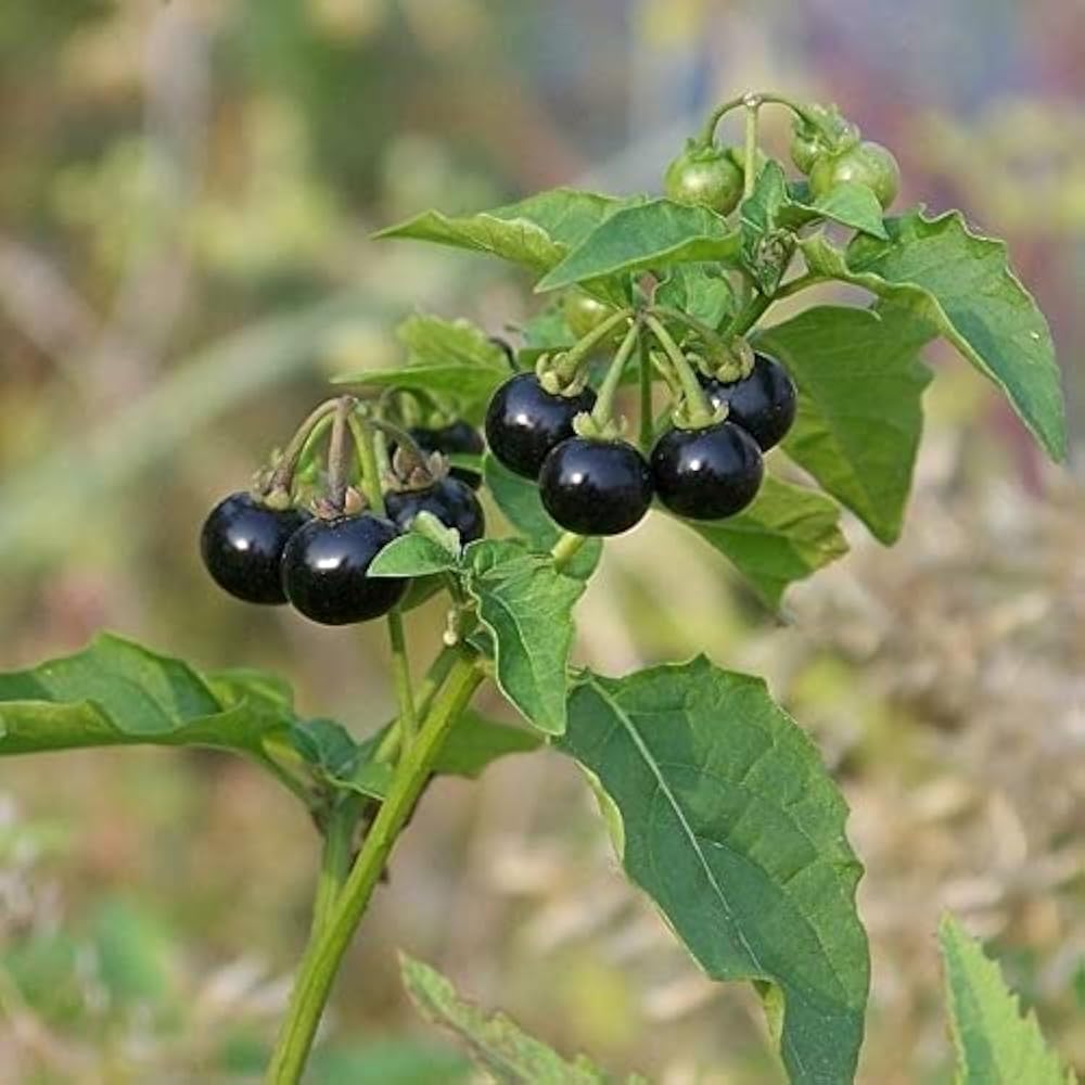Healthy Black Nightshade herb plant in an outdoor garden bed