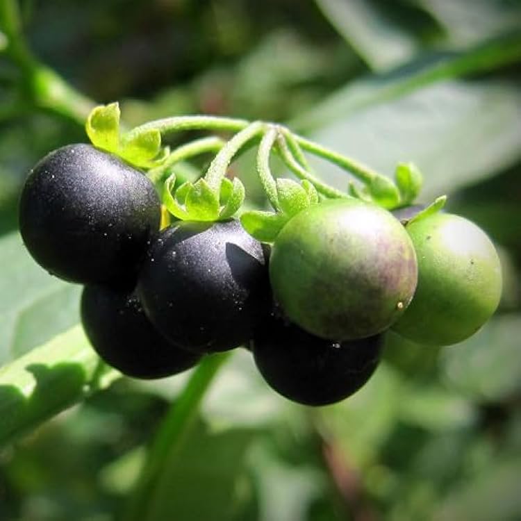Black Nightshade Solanum nigrum herb growing in a home garden