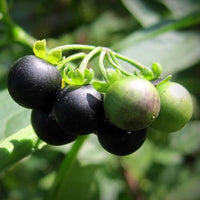 Black Nightshade Solanum nigrum herb growing in a home garden