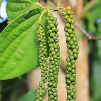 Healthy Black Pepper vine with glossy green leaves growing on a support