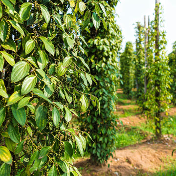 Black Peppercorn (Piper nigrum) seeds for planting in home gardens and containers