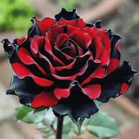 Black Rose with vibrant red-edged flowers growing in a sunny garden border.