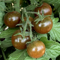 Black Red Tomato garden seeds for planting