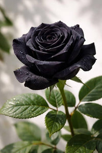 Black Rose seeds suitable for borders, raised beds, and containers.