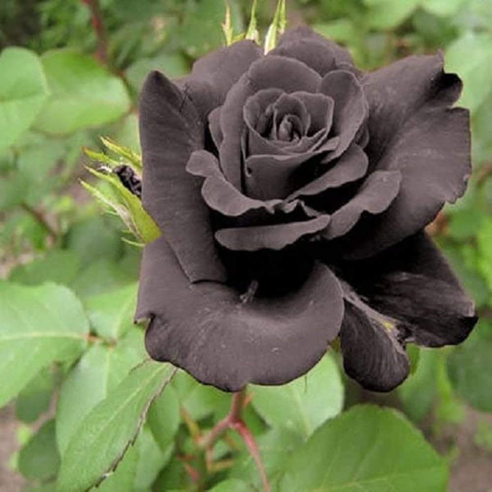 Rose Flower Black Seeds for Planting  Seed for Stunning Dark Blooms