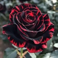 Black Rose with Red Edge flower seeds for planting in home gardens and containers.