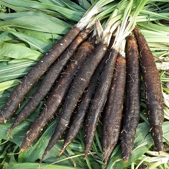 Black Salsify thriving in a raised garden bed during the growing season.