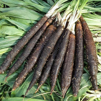 Black Salsify thriving in a raised garden bed during the growing season.