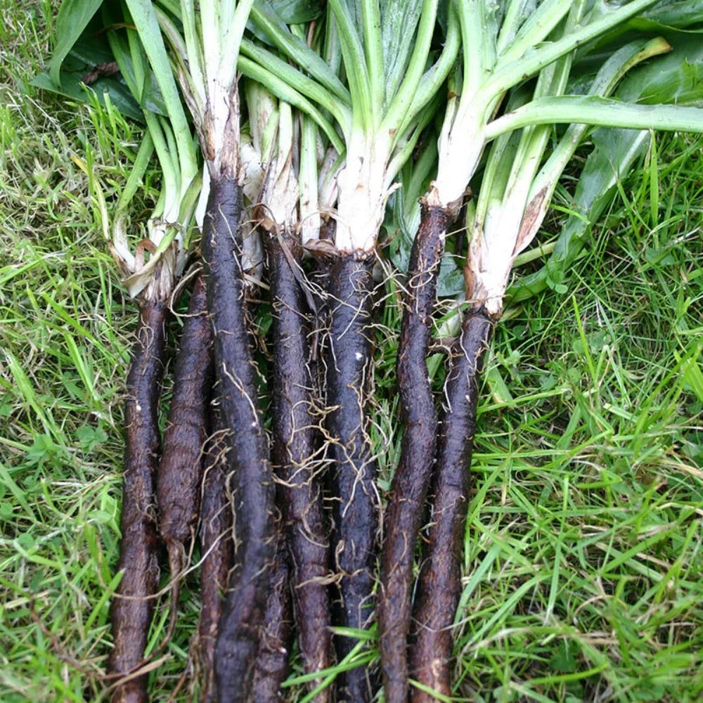 Black Salsify plants growing in a healthy home vegetable garden.