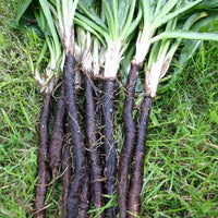 Black Salsify plants growing in a healthy home vegetable garden.
