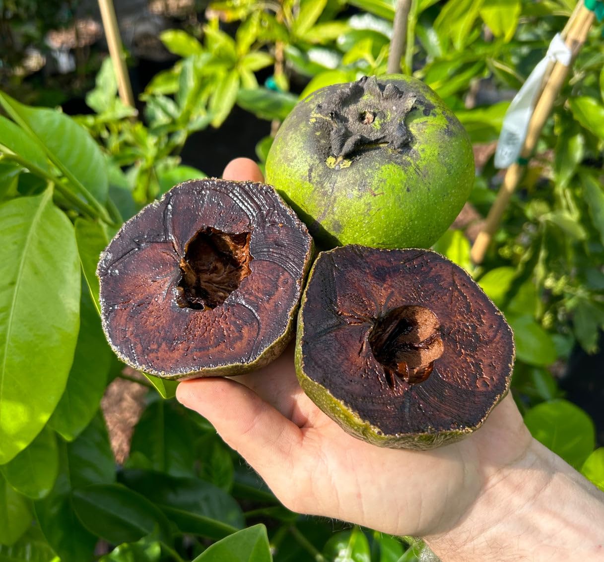 Tropical Black Sapote fruit tree seeds suitable for containers and landscapes.