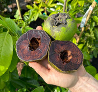 Tropical Black Sapote fruit tree seeds suitable for containers and landscapes.