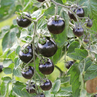 Black tomato vegetable plants growing in a sunny garden.