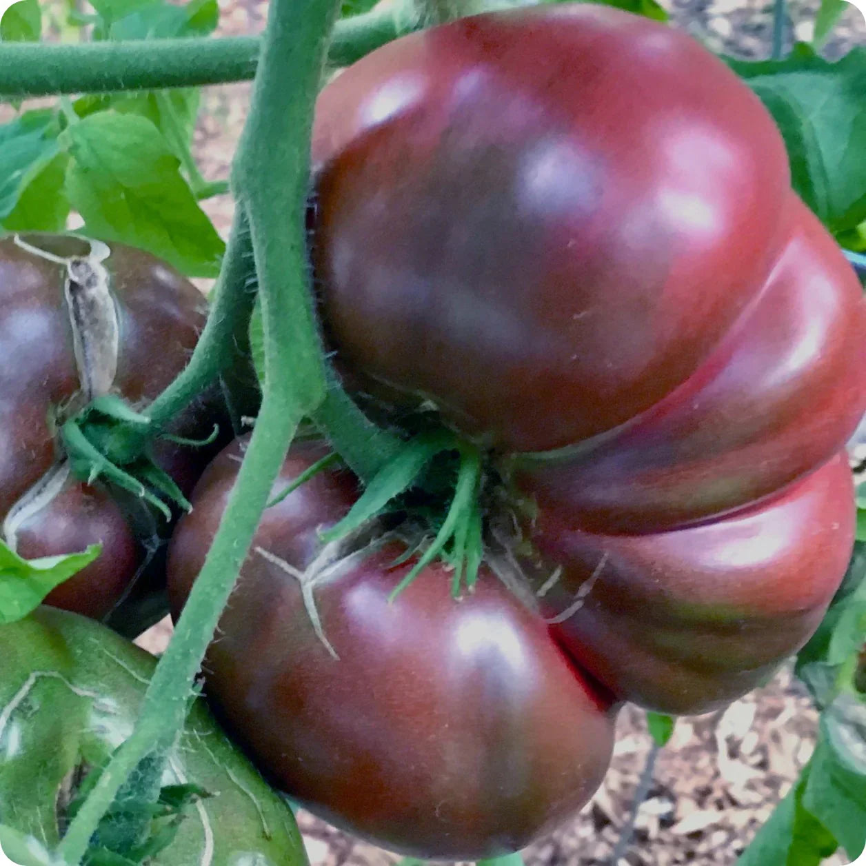 Black tomato seeds for planting in home gardens