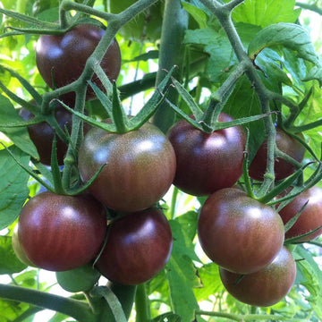 Black tomato seeds for planting in home gardens and raised beds.