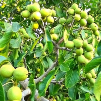 Black Walnut Tree (Juglans nigra) seeds ready for home garden planting.
