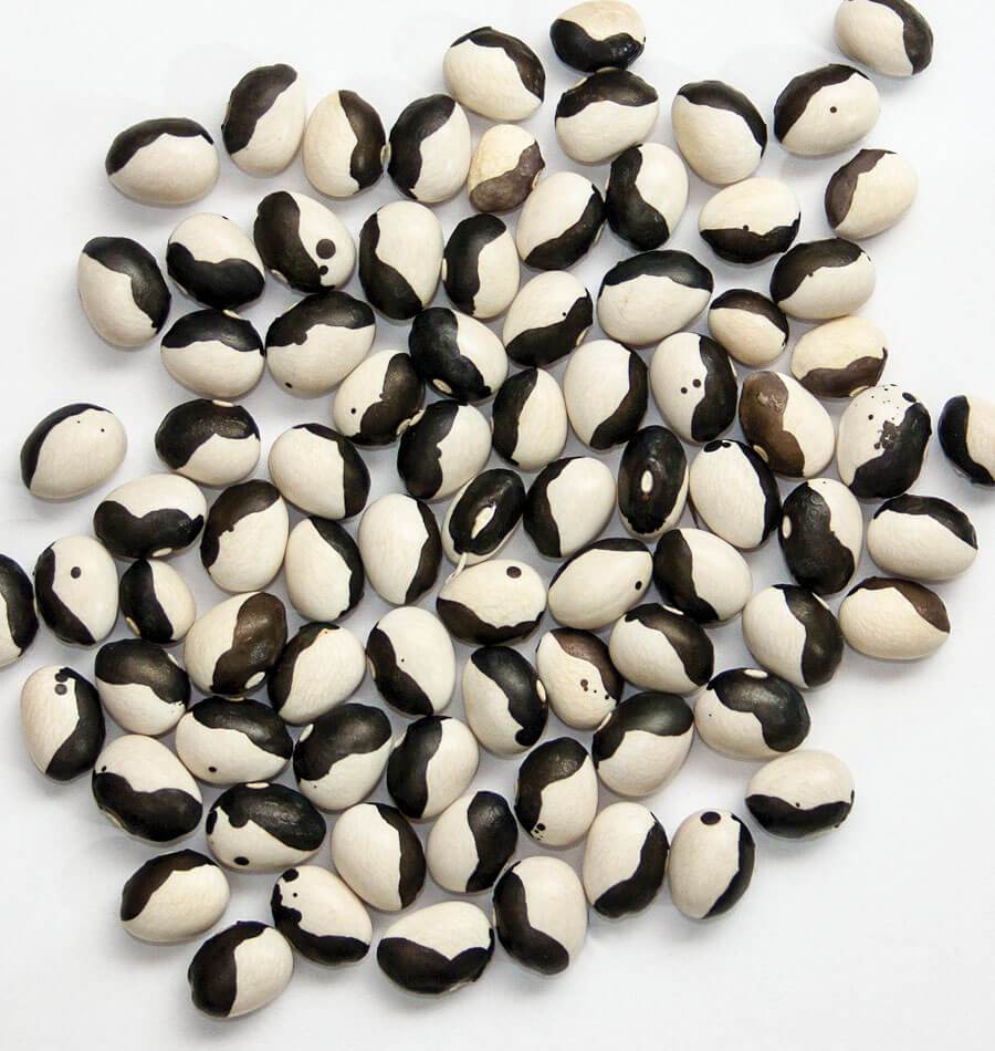 Black and White Bean plants growing in a garden