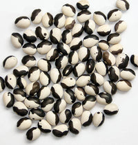 Black and White Bean plants growing in a garden