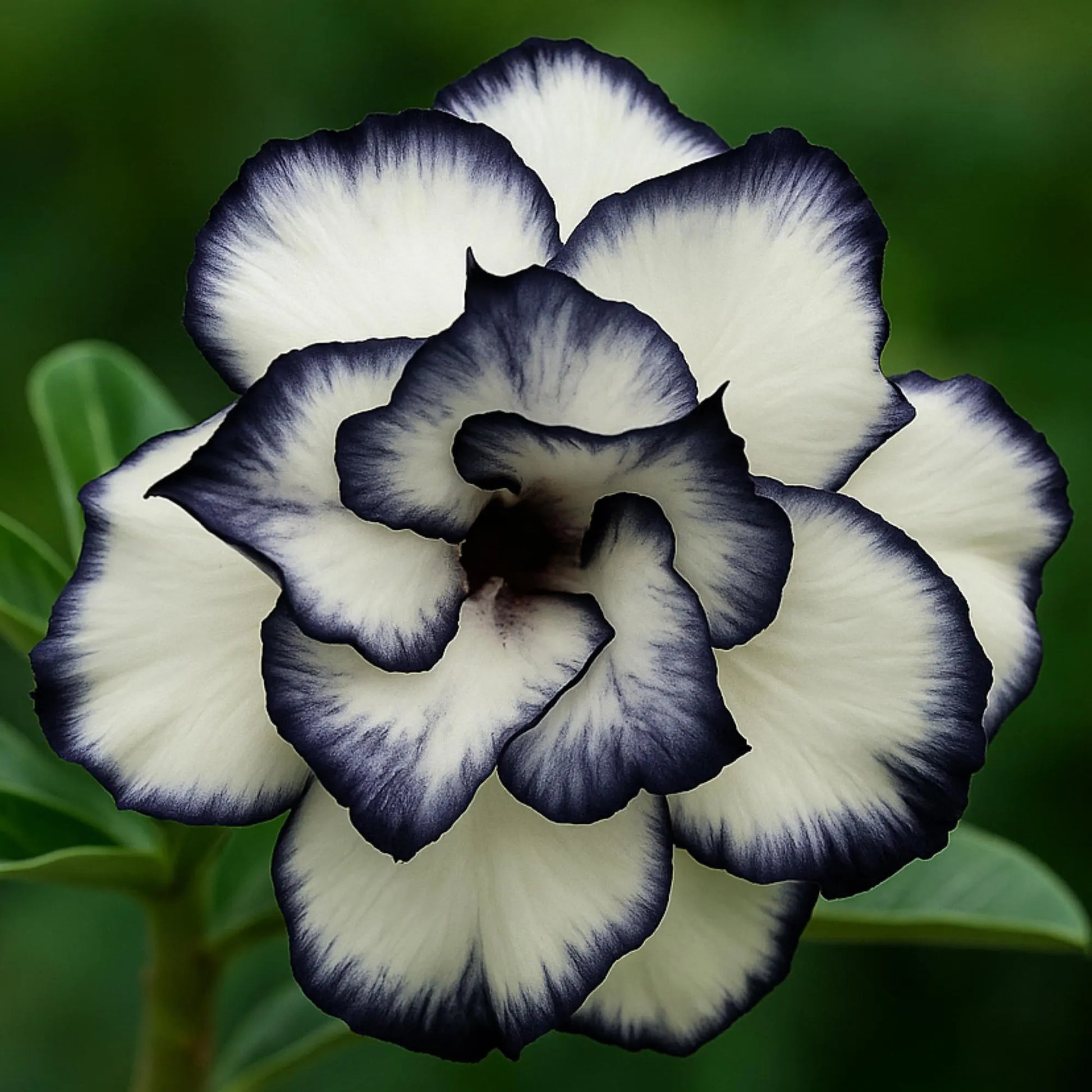 Black and white Desert Rose Adenium flower seeds for home gardening.