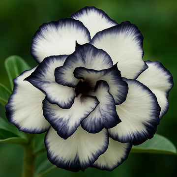 Black and white Desert Rose Adenium flower seeds for home gardening.