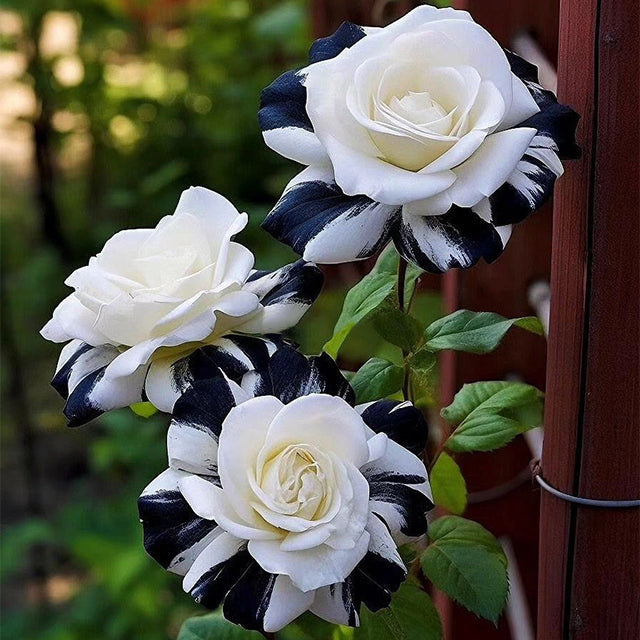 Black and white rose flowers growing in decorative garden containers