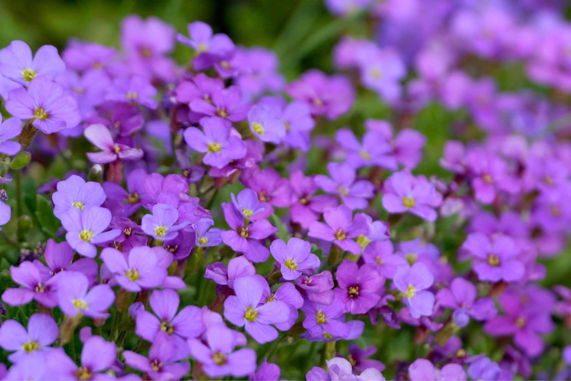 Blaukissen Flower Seeds for Planting Groundcover