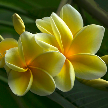 Yellow Fragrant Flower seeds for Planting - Long Bloom Season, Heirloom & GMO Free Seeds for Home Garden
