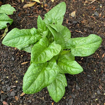 Bloomsdale Long Standing Spinach Seeds for Home Gardens