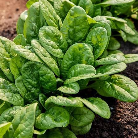 Bloomsdale Long Standing Spinach with Dark Green Crinkled Leaves