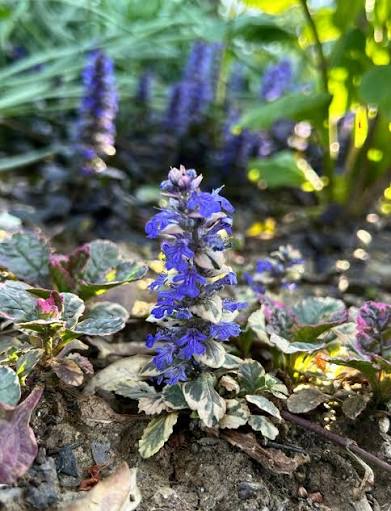 Dense Ajuga Reptans foliage creating colorful ground cover in a landscape.