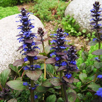 Blue Ajuga reptans plant seeds for planting in home gardens and shaded borders.